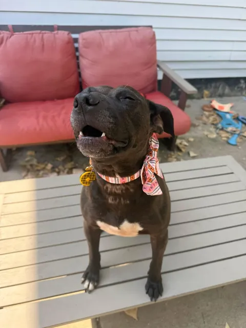 Happy National Black Dog Day! 🖤 Waffles is the best around. She was overlooked in the shelter for 730 longggg days.