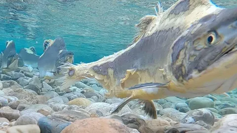 The Pink Salmon (Oncorhynchus gorbuscha) is a literal zombie fish; it starts decaying alive after spawning