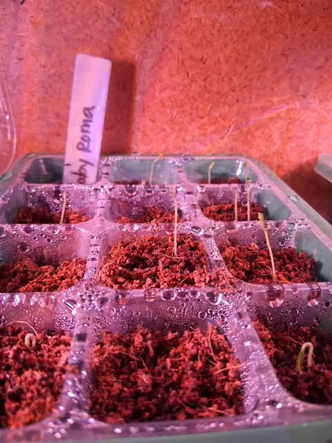 Growing From Seeds For the First Time!