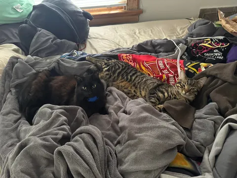 Got my void a friend. She is impressed.