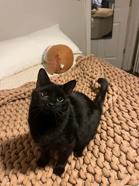 my playful little guy