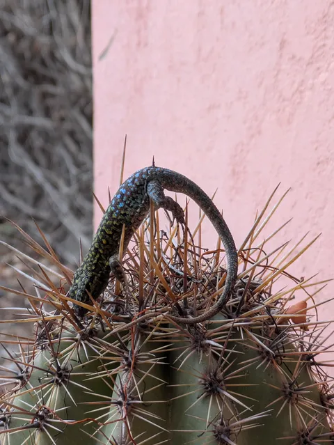 [OC] This lizard that met its final destination in my backyard cactus