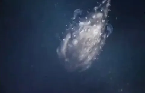 🔥footage of a ghostly Altantic football fish