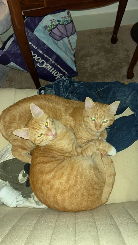 My cats knocked a glass of water on my brand new $600 Switch 2. ibreakufix said it was unrepairable