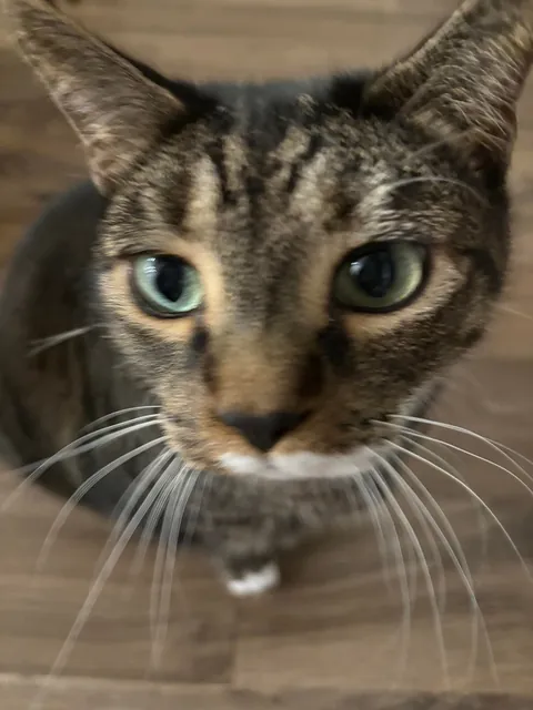 Today is Artemis’ 11th birthday!!