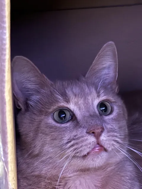 Not a single thought behind those cute eyes