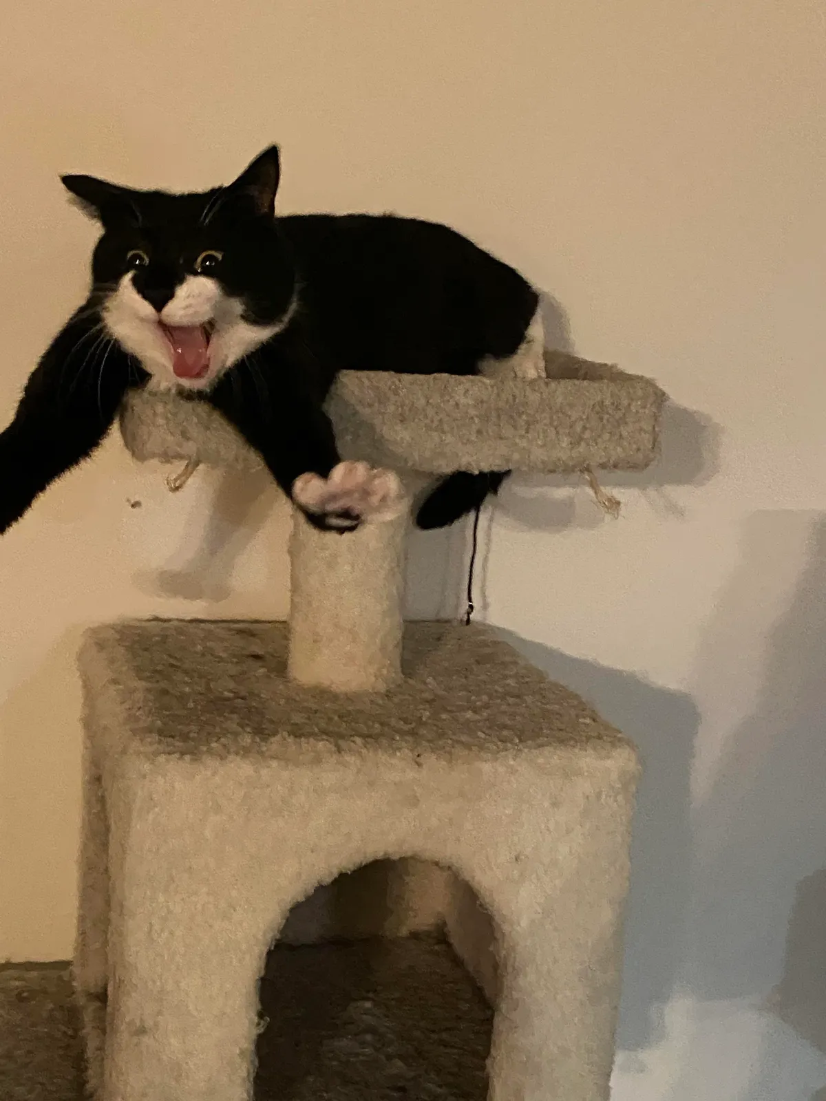 This last second photo I just took of my cat stretching her arms and sneezing. I’ve been uncontrollably laughing for the past 5 minutes now