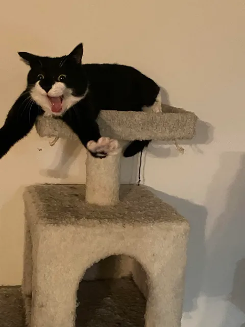 This last second photo I just took of my cat stretching her arms and sneezing. I’ve been uncontrollably laughing for the past 5 minutes now