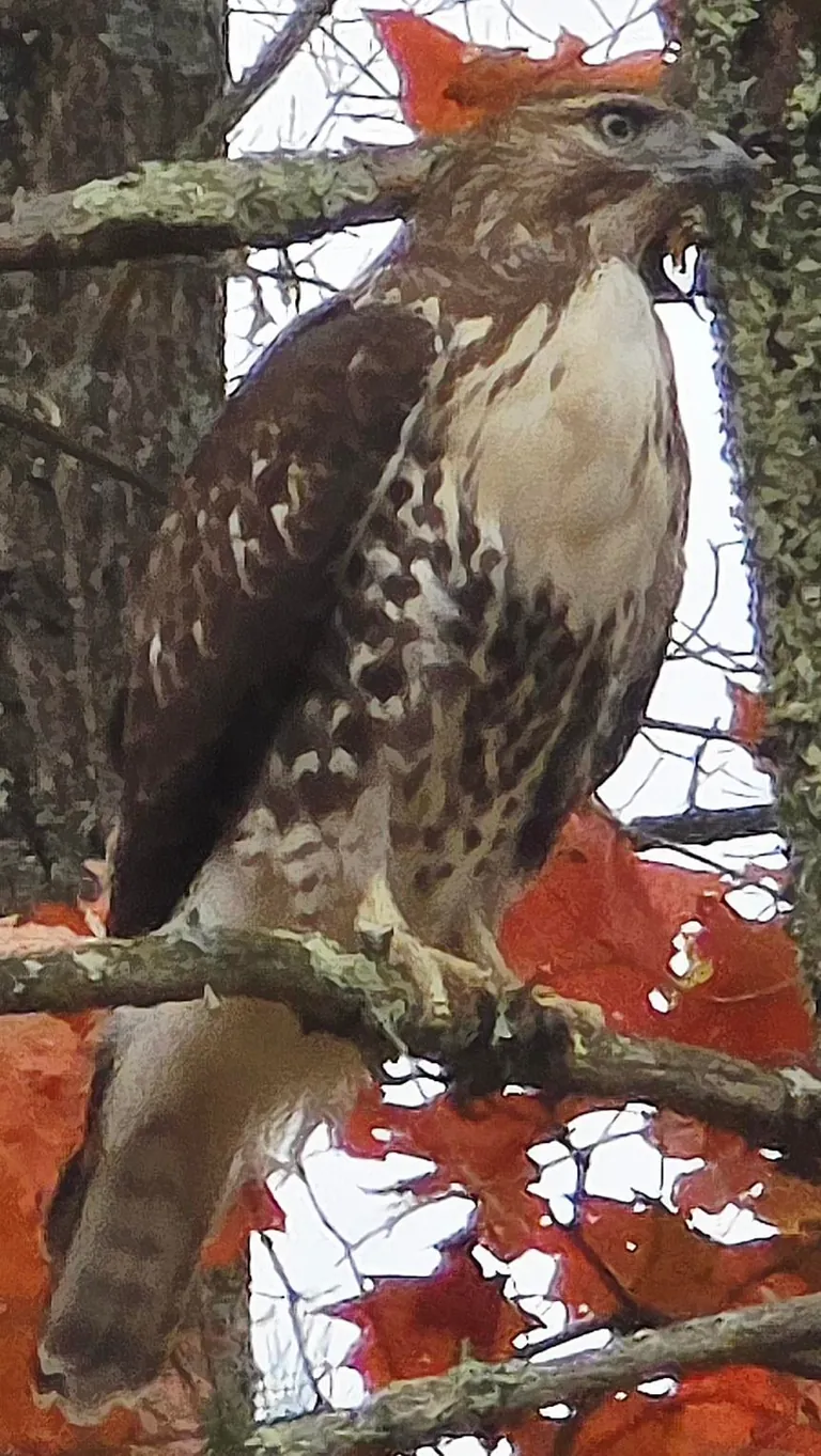 Late Fall in Connecticut