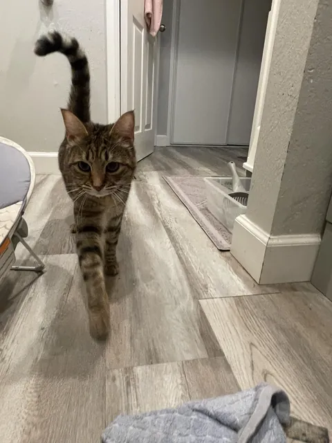 Does anyone else's cat only use the restroom when you do