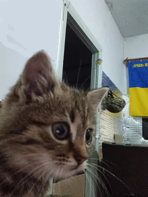 I found this kitten in the war a year ago