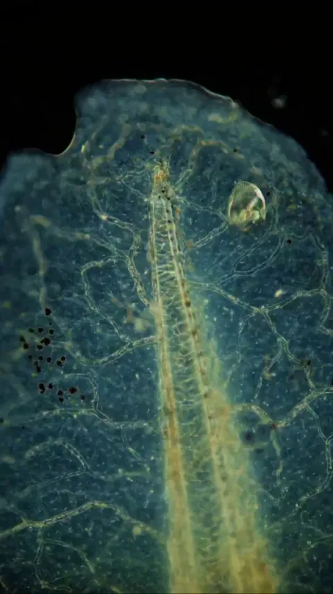 A tadpoles tail under a microscope