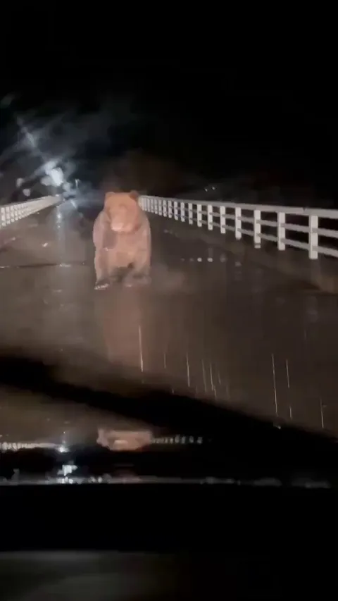 Hokkaido, Japan 6/11/25 - A brown bear in pursuit