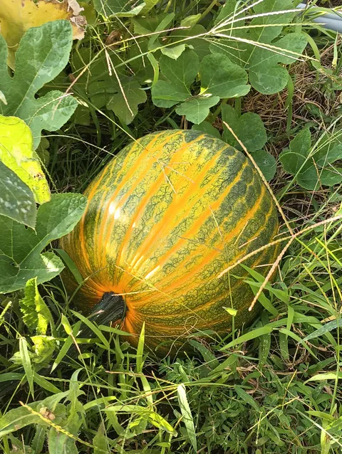 My pumpkin changed to orange overnight. It's only August