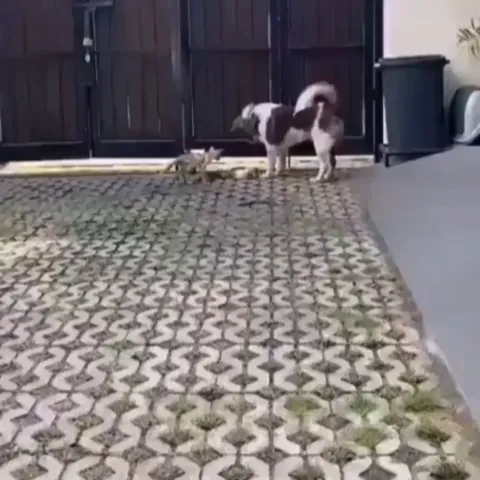 This dog sharing his food with a hungry stray kitten.. 🥺