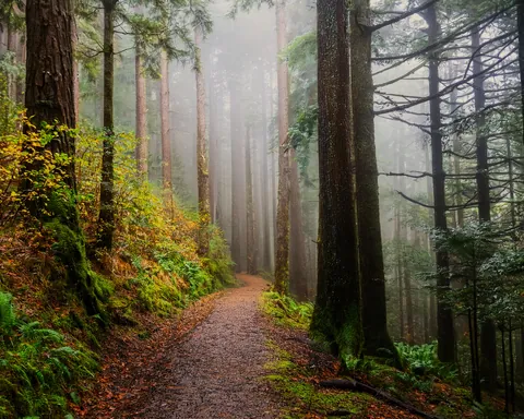 Another rainy day on a trail in Washington. Not sad. [OC] [3000x2400]
