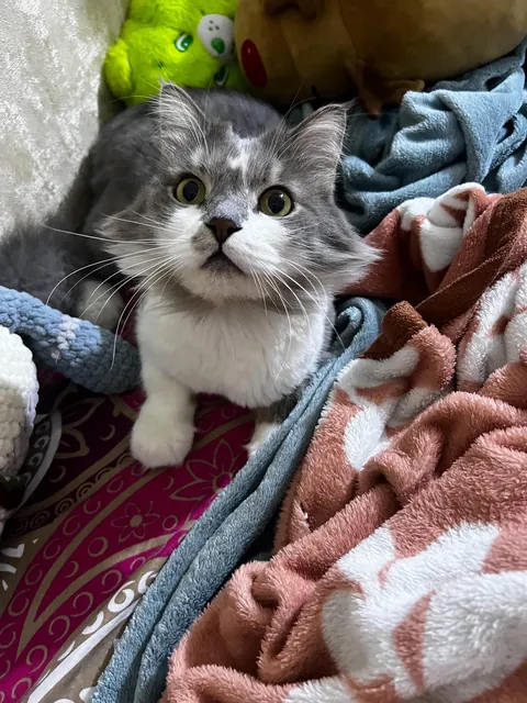 My baby Luki is very cat shaped