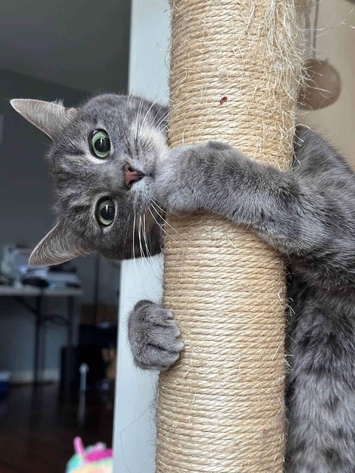 A picture of my cat I took today