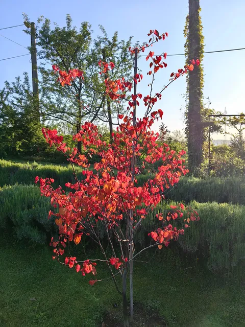 My garden in Serbia part 3