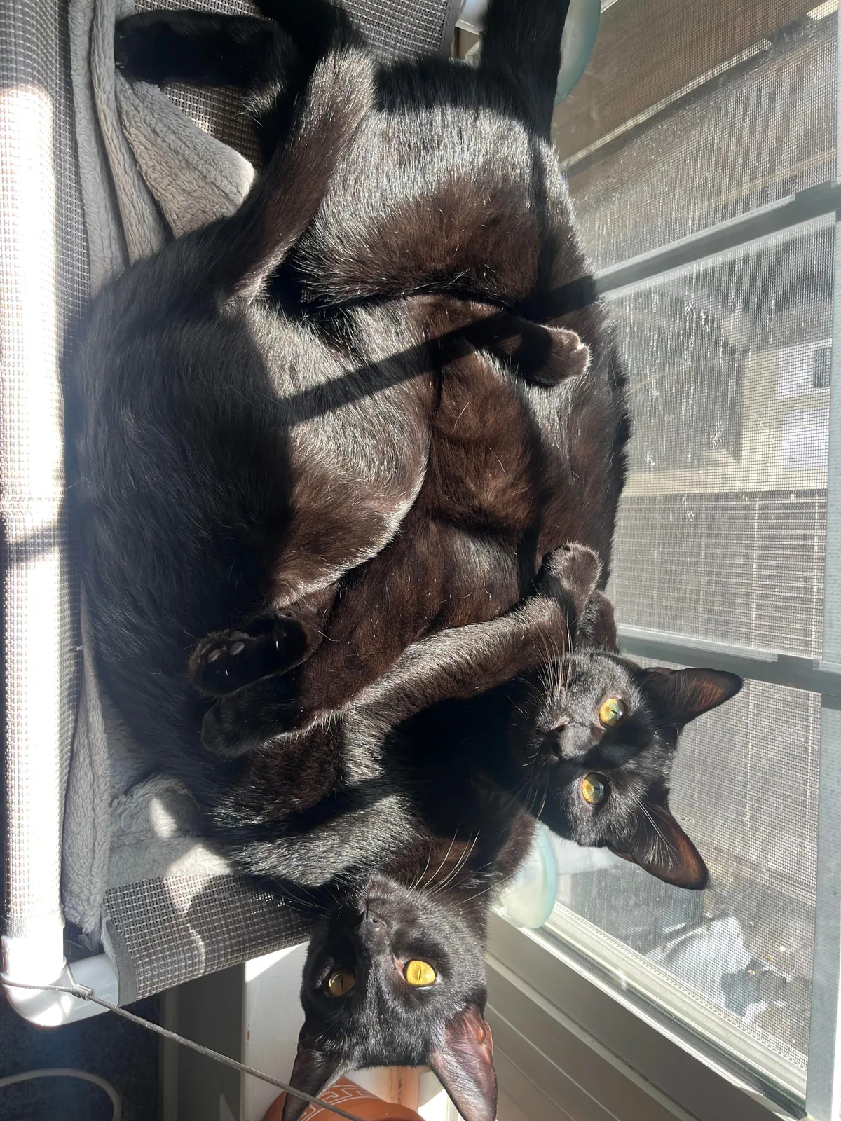 1 year ago I took in a mama and her voidlings to “foster”