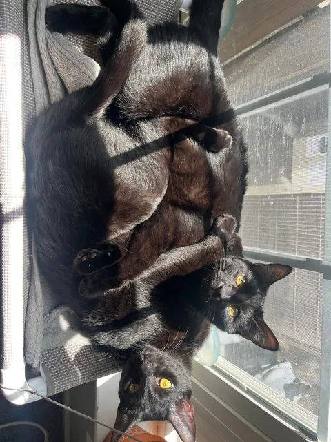 1 year ago I took in a mama and her voidlings to “foster”