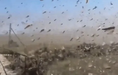 Locusts comprise the largest and most destructive insect swarms on Earth. These swarms can span up to 1,200 square kilometers (460 sq mi) and can contain anywhere between 50 to 100 billion insects.
