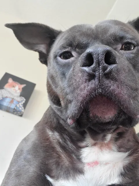Jean-Luc prevented a home invasion! Give him all the treats now plz