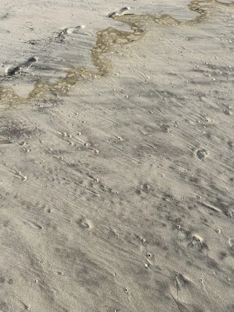 What makes these little holes in the beach?