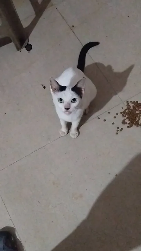 why this cat continuously meowing (pls read body text)