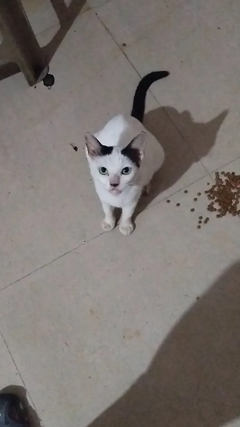 why this cat continuously meowing (pls read body text)