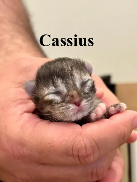 UPDATE: Took in a Feral and now I'm caring for a Litter of Kittens