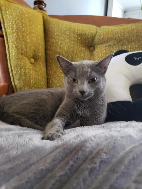 Our sweet ru passed last night (sorry for low quality photos)