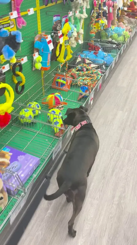 Waffles’s first time browsing the toy section! 🧇 🧸