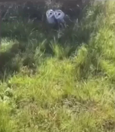 Owls getting very comfortable while being photographed
