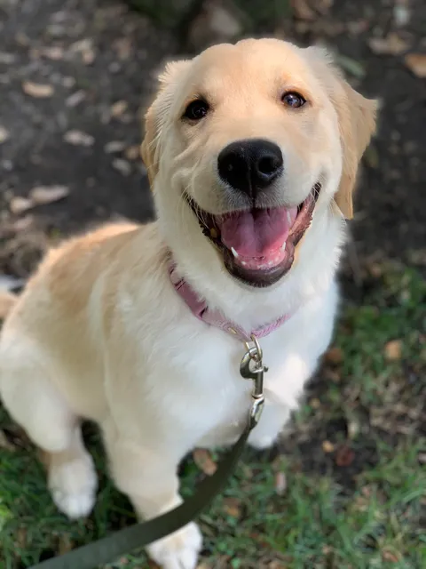 This is Calypso. The goodest of the good girls.