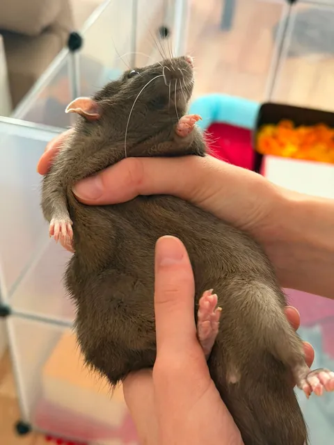 Squishy potato
