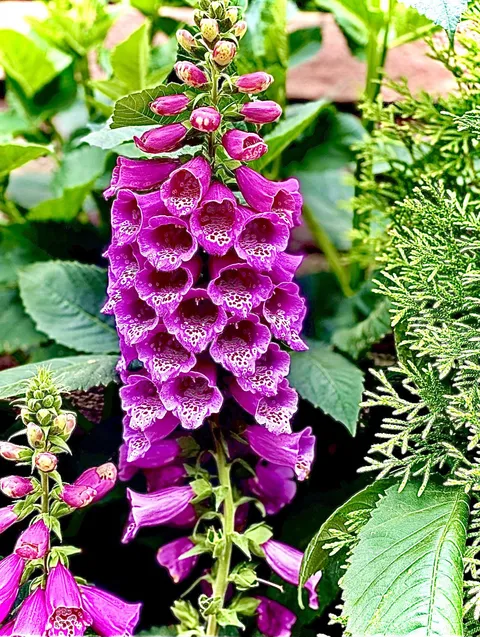 My beautiful Foxglove