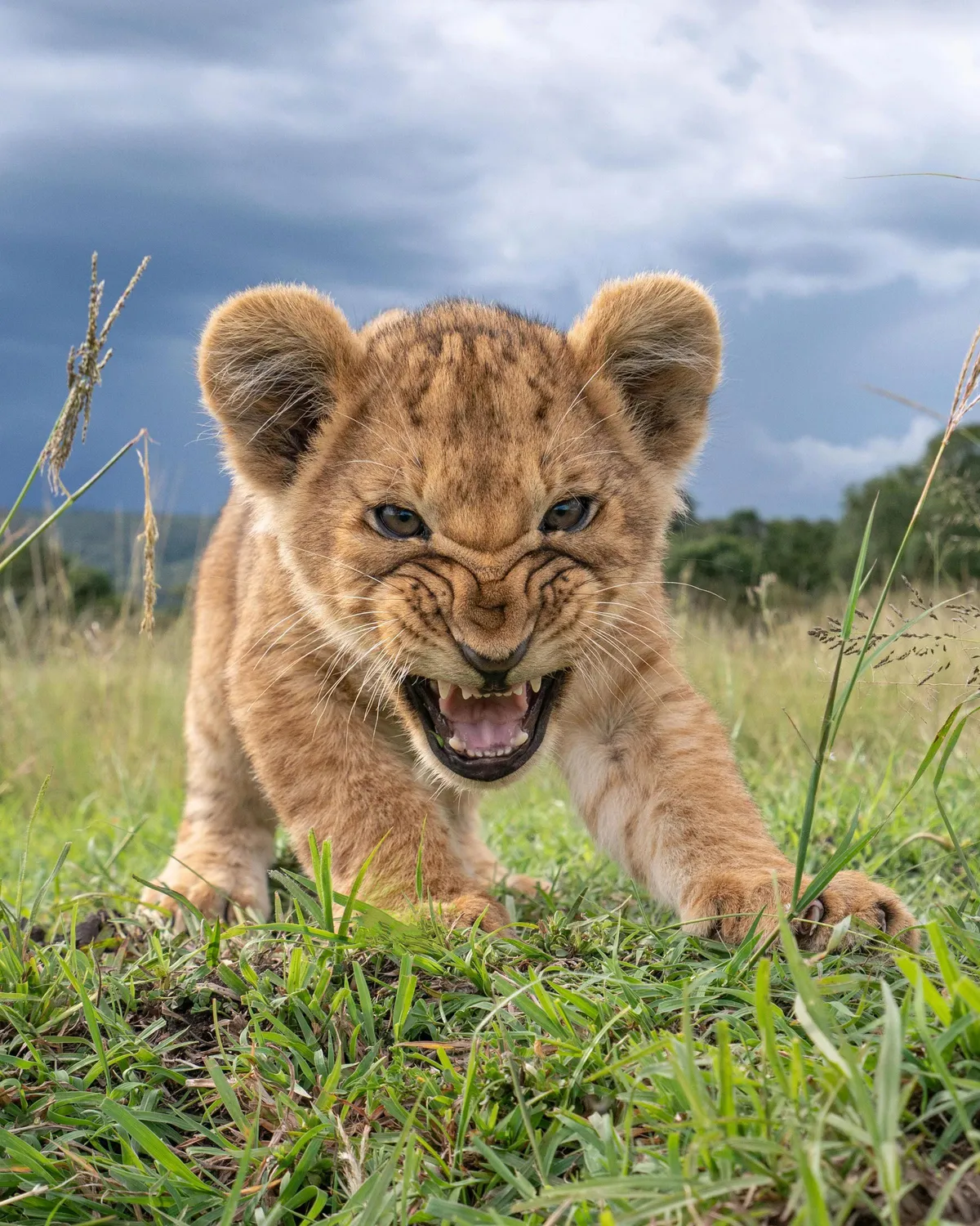 A little lion snarling at remote camera of photographer