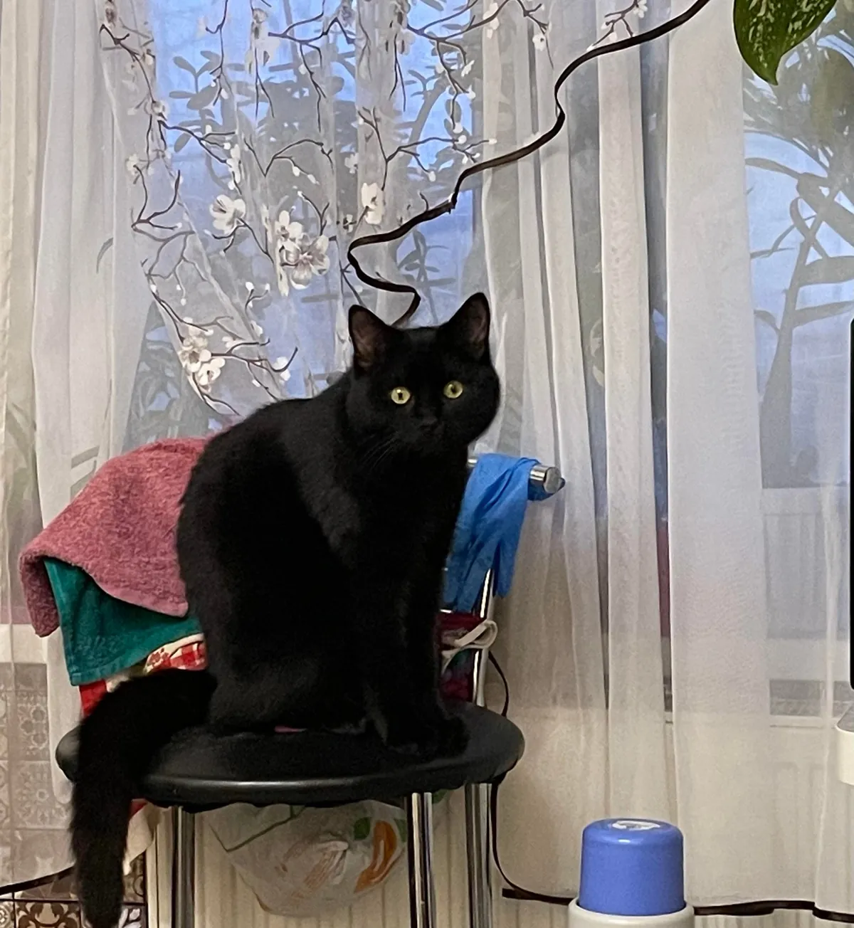 Can you guess my cat’s name just by looking at him? I’m curious about options :)