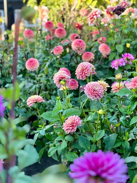 My Fall Garden 💚🌸🧚🍃🍁