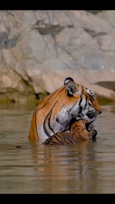 🔥The Tiger (Panthera tigris)