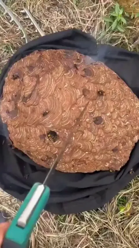 A multi-layered insect city: inside the nest of the Asian Giant Hornet
