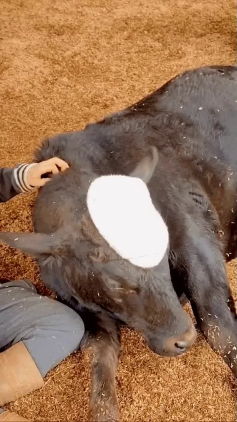The cows are cared for well at this sanctuary in Brazil