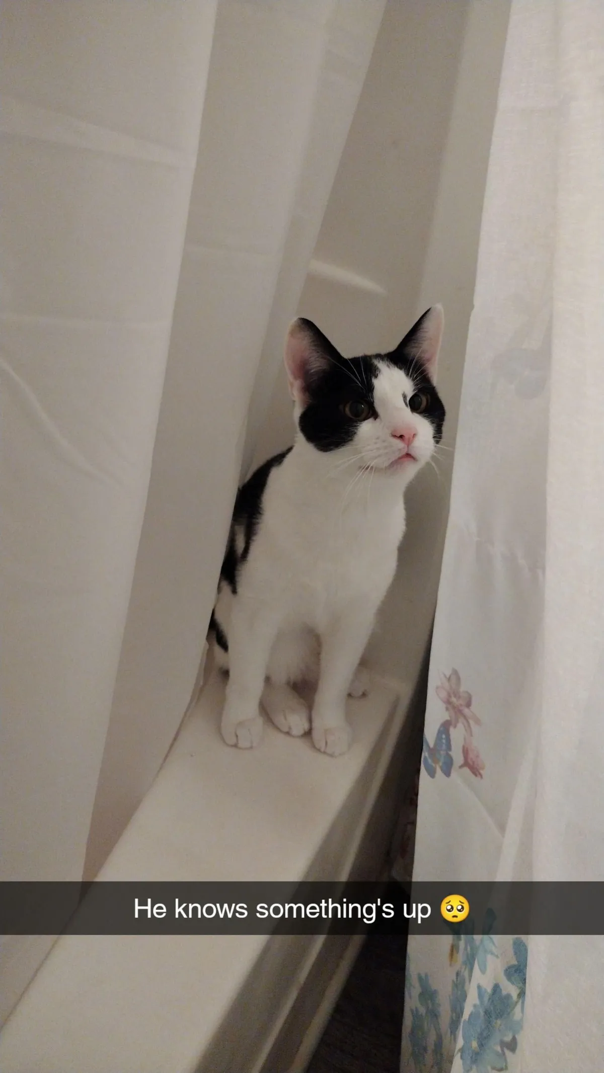 I lost my cat to a freak accident and I can't move on