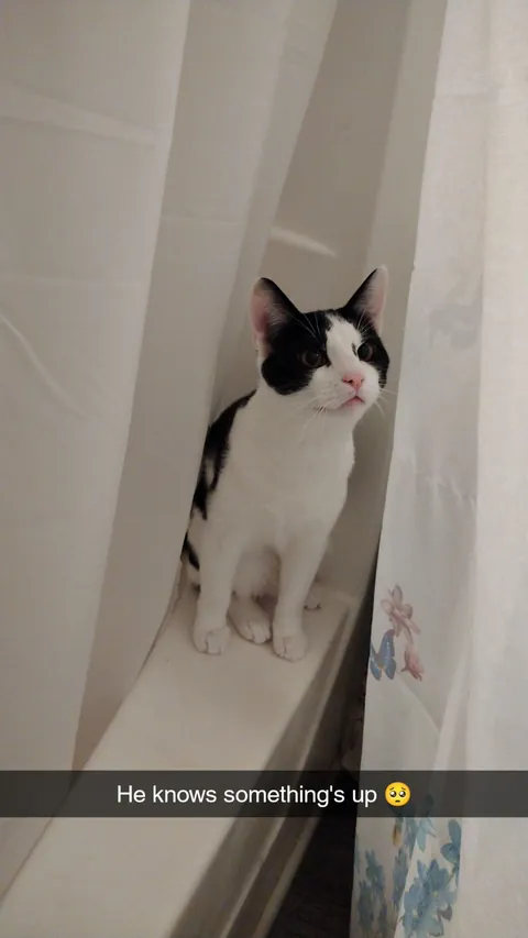 I lost my cat to a freak accident and I can't move on