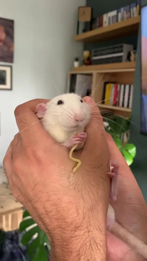 Ziggy and his two new pals, eating da spaghetti