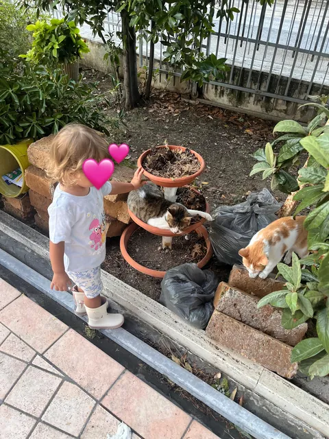 My soul cat is terminally ill, he’ll be crossing the bridge on Monday and idk what to do.