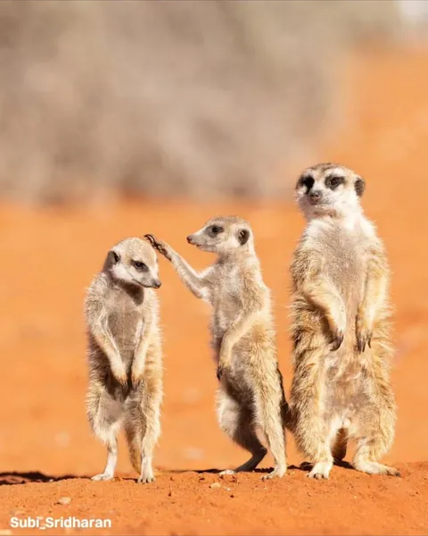 The finalists for the 2026 Nikon Comedy Wildlife Awards have officially been announced, bringing together some of the funniest and most perfectly timed moments from the animal kingdom