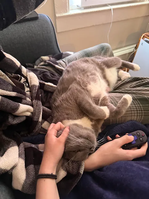 My 12 y/o cat never sat on my lap, then my GF moved in…