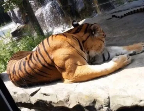 This is what peak male tiger physique looks like